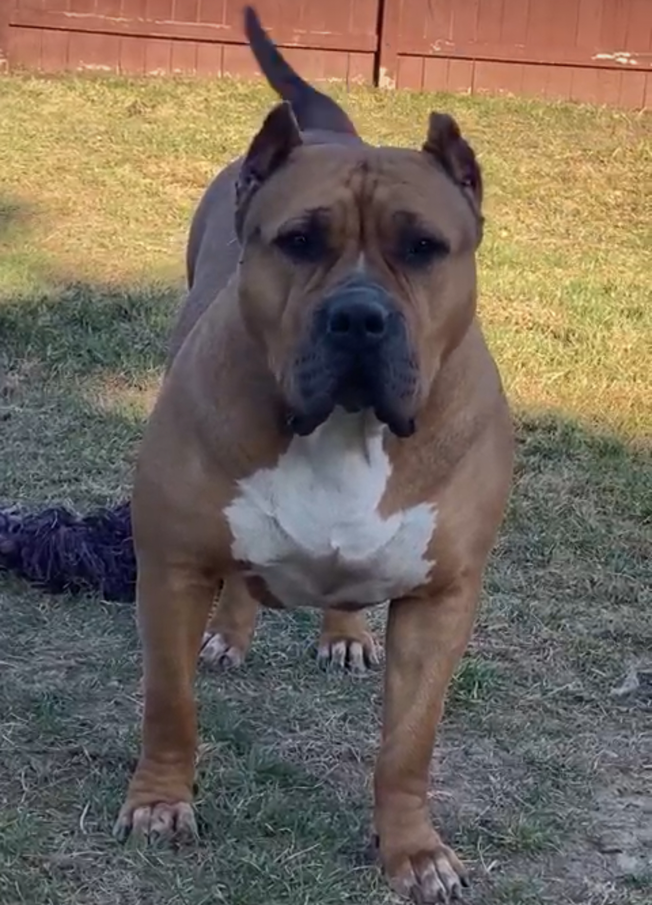 Dog Featured Image