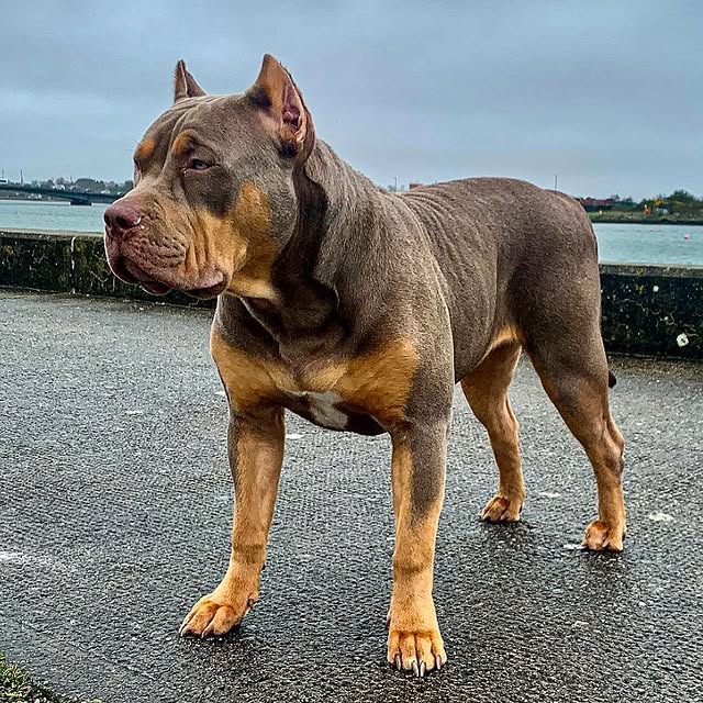 Dog Featured Image