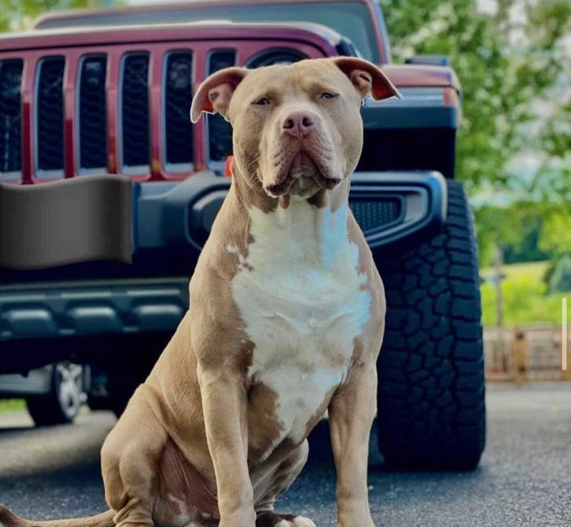 Dog Featured Image