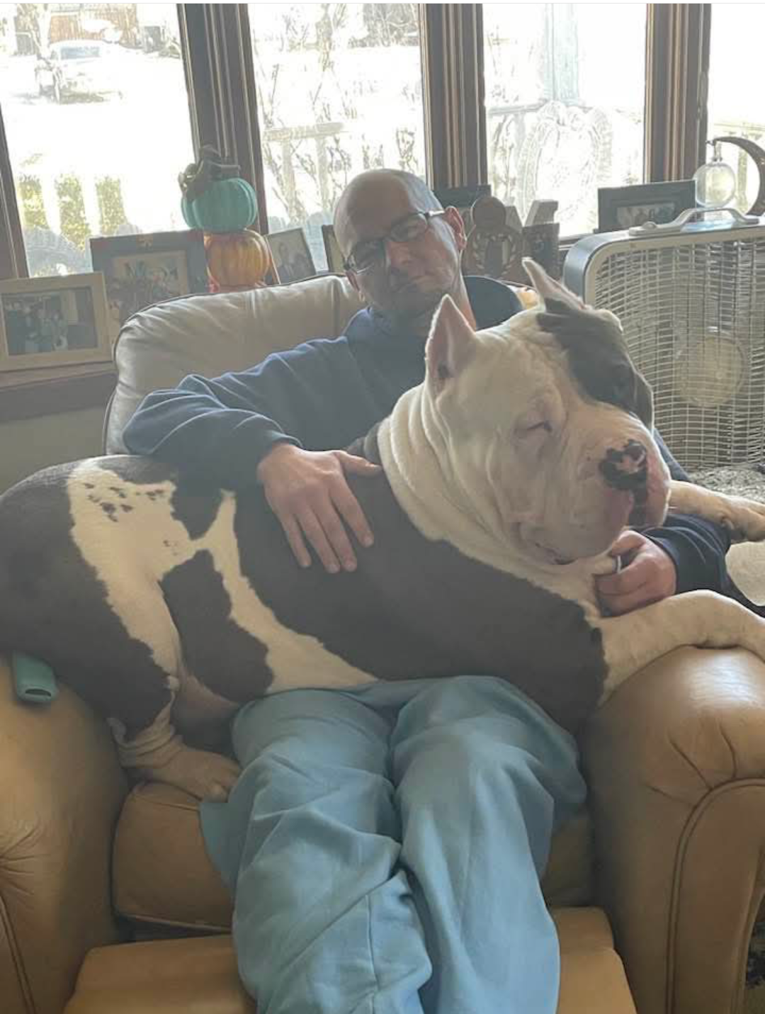Dog Featured Image
