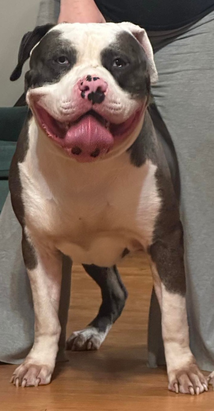 Dog Featured Image