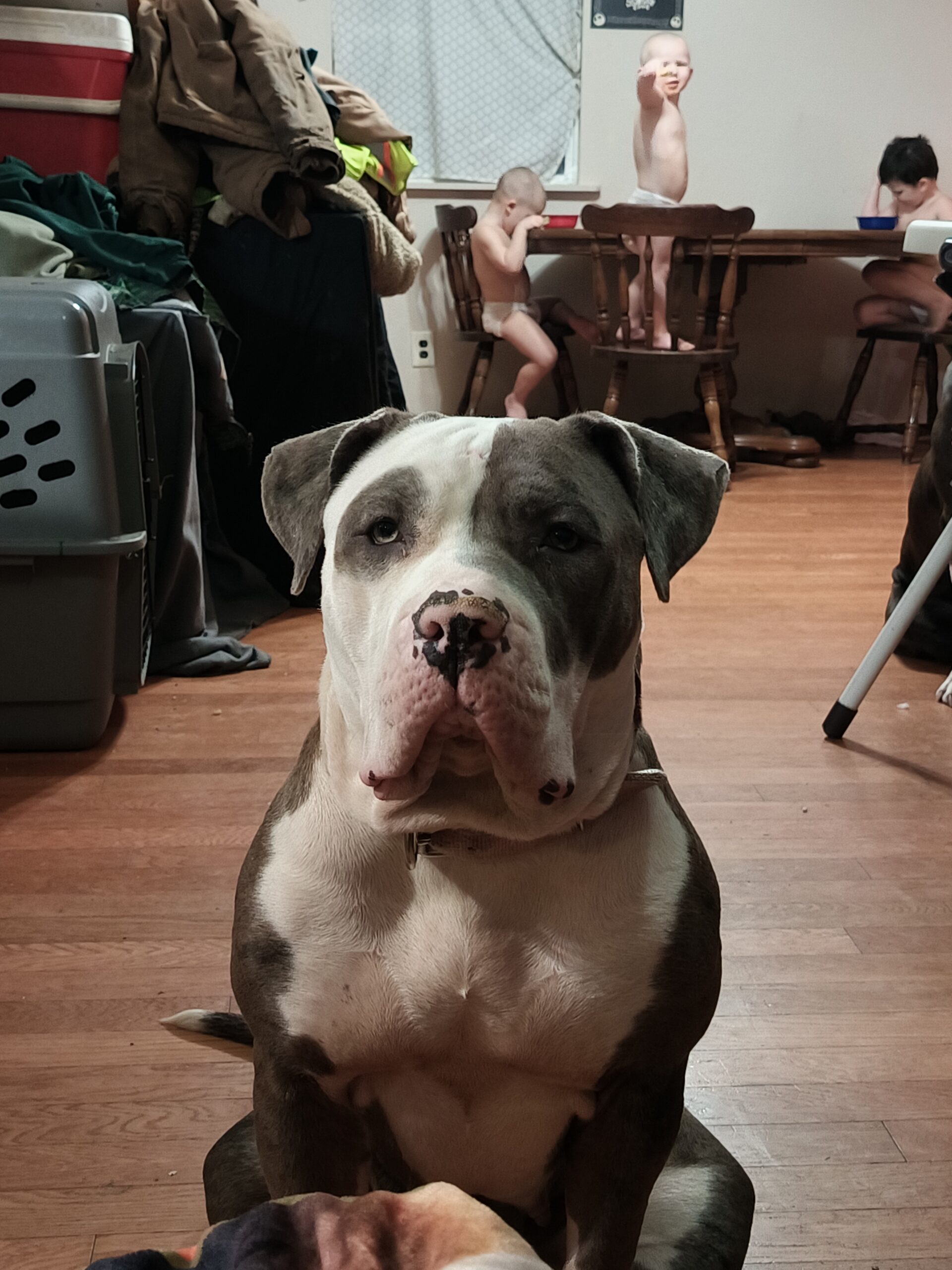 Dog Featured Image