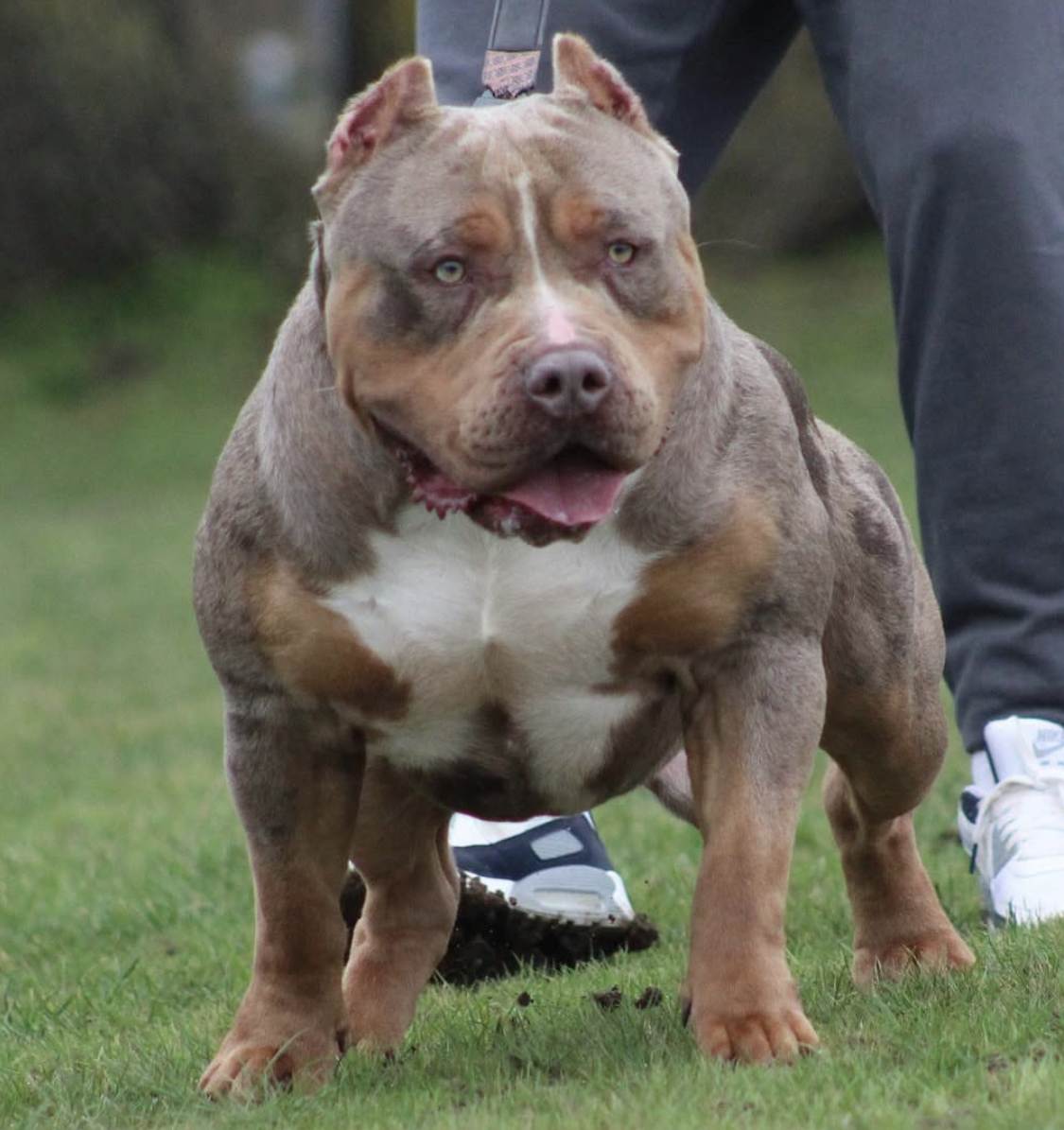 Dog Featured Image