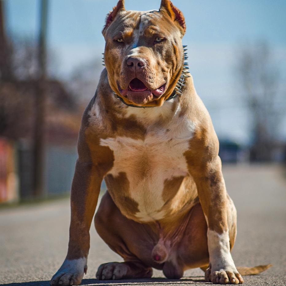 Dog Featured Image