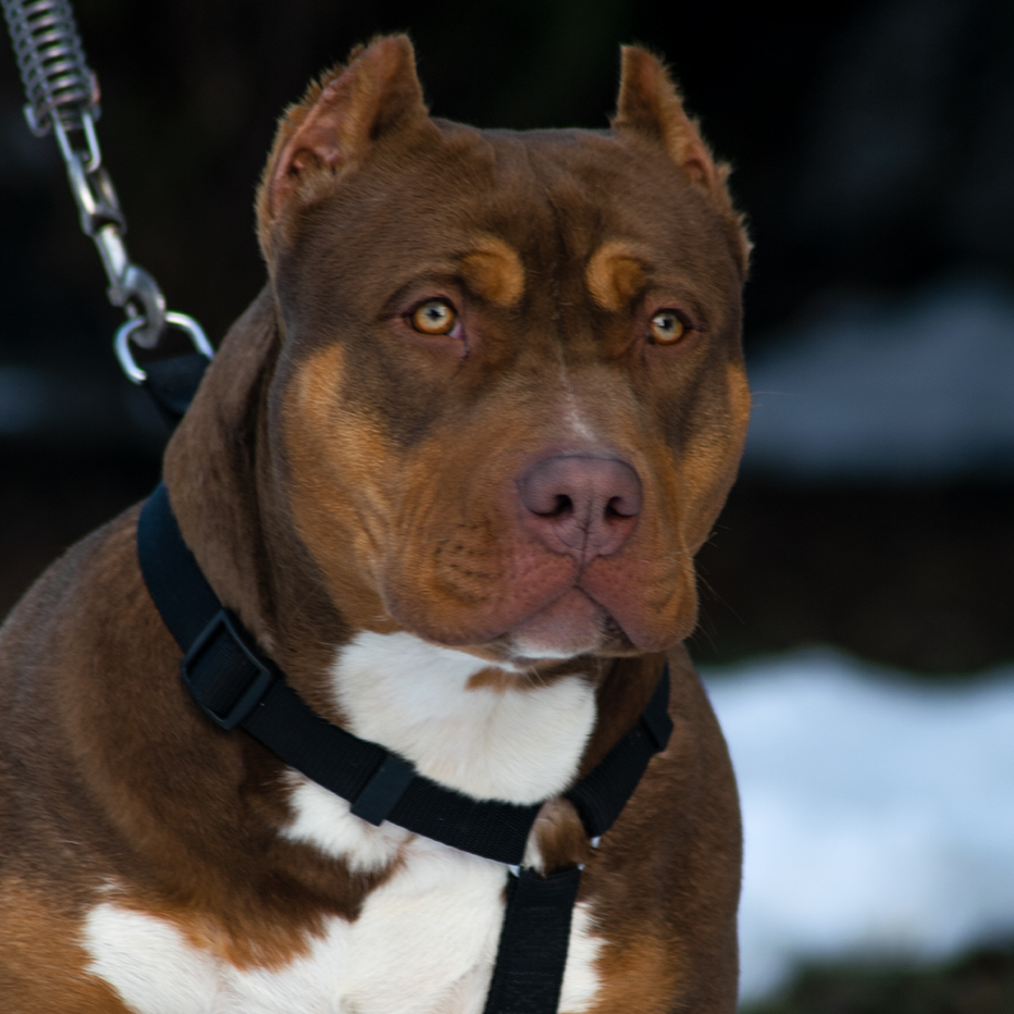 Dog Featured Image