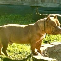 Dog Featured Image