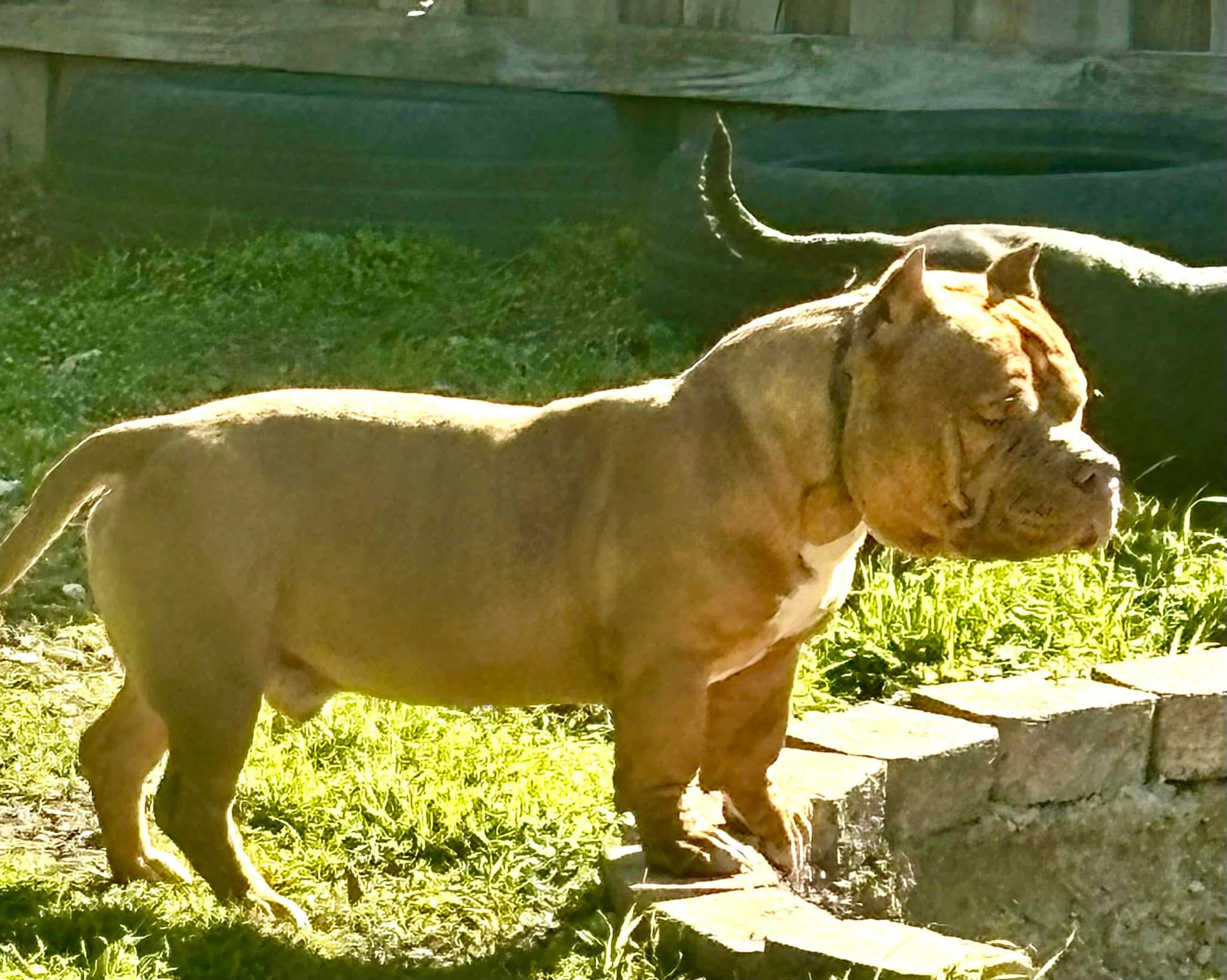 Dog Featured Image