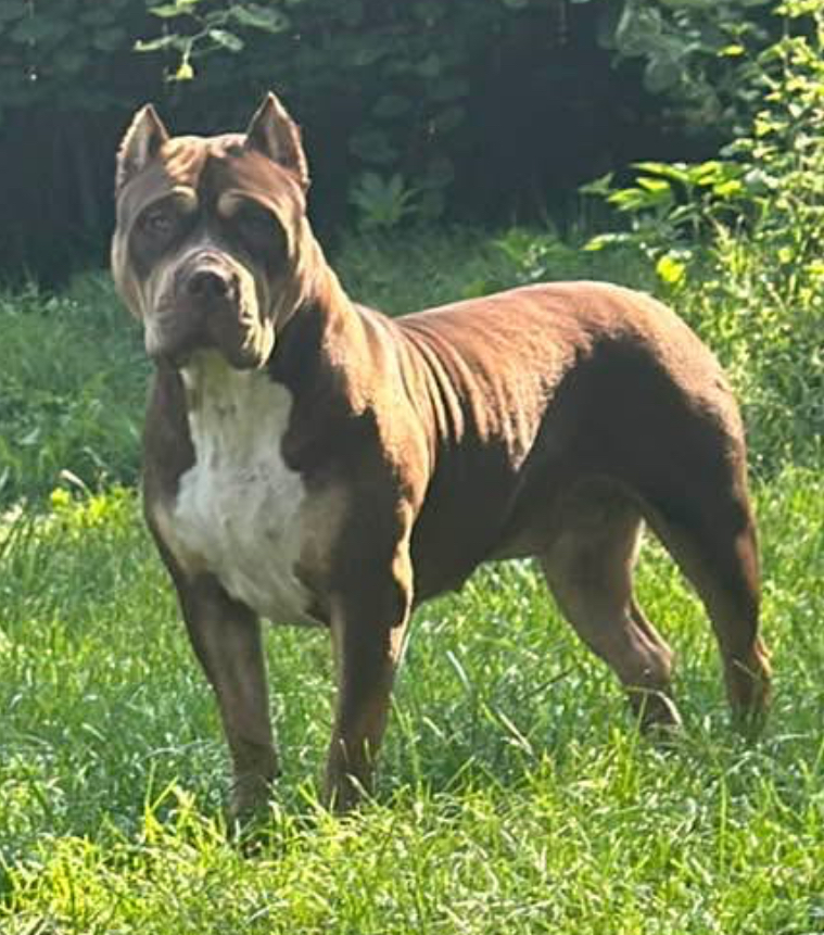 Dog Featured Image