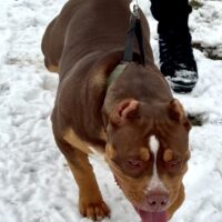 Dog Featured Image
