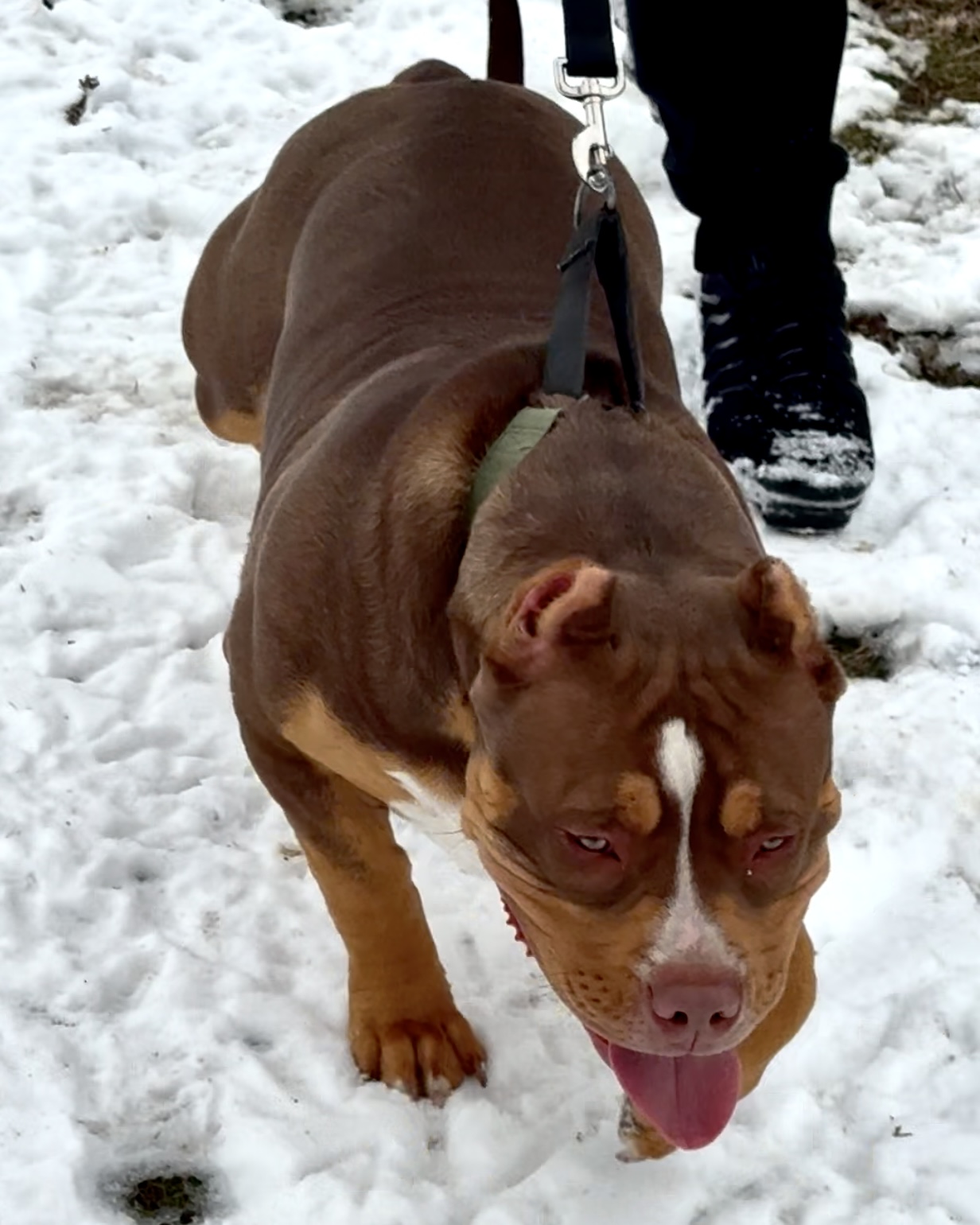 Dog Featured Image