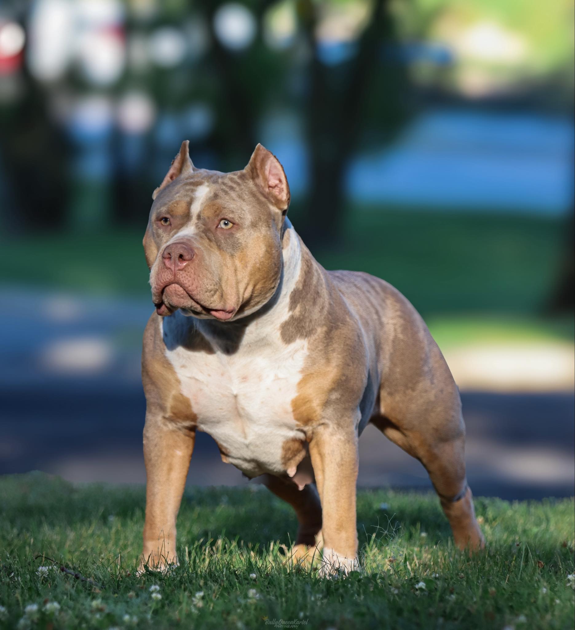 Dog Featured Image