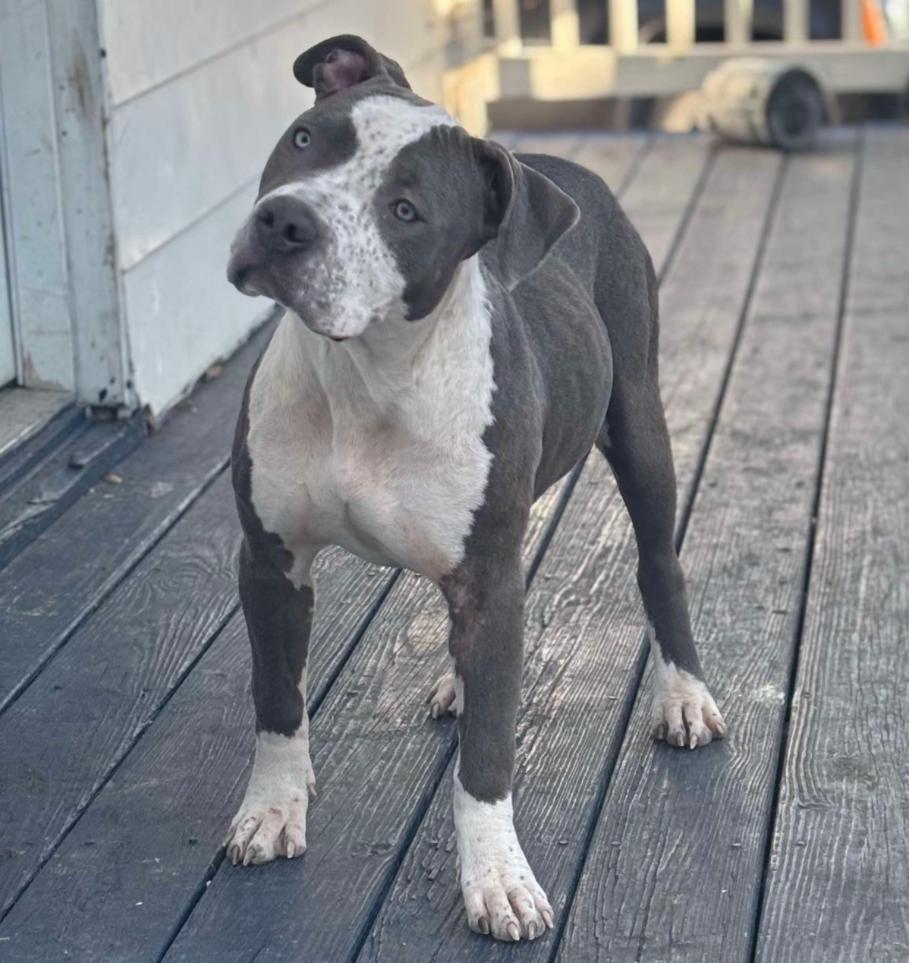 Dog Featured Image