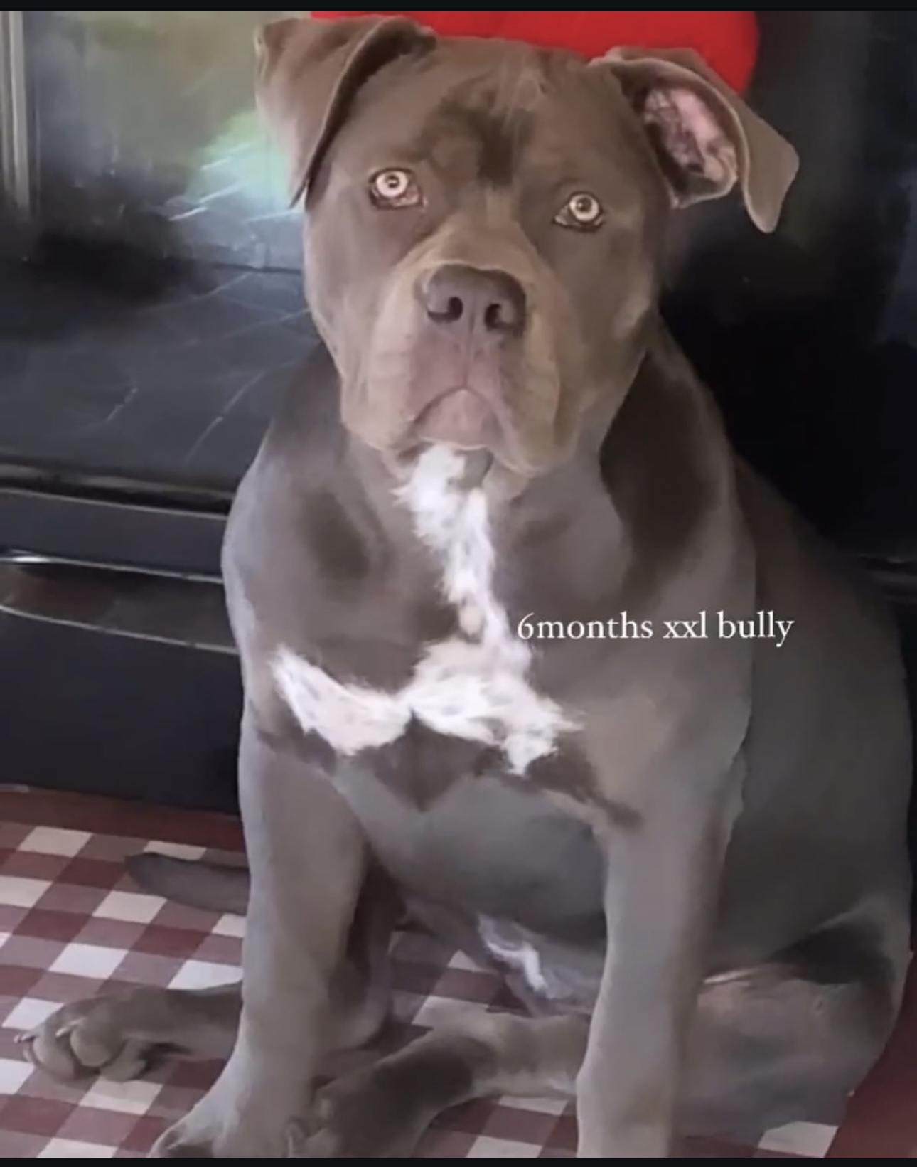 Dog Featured Image