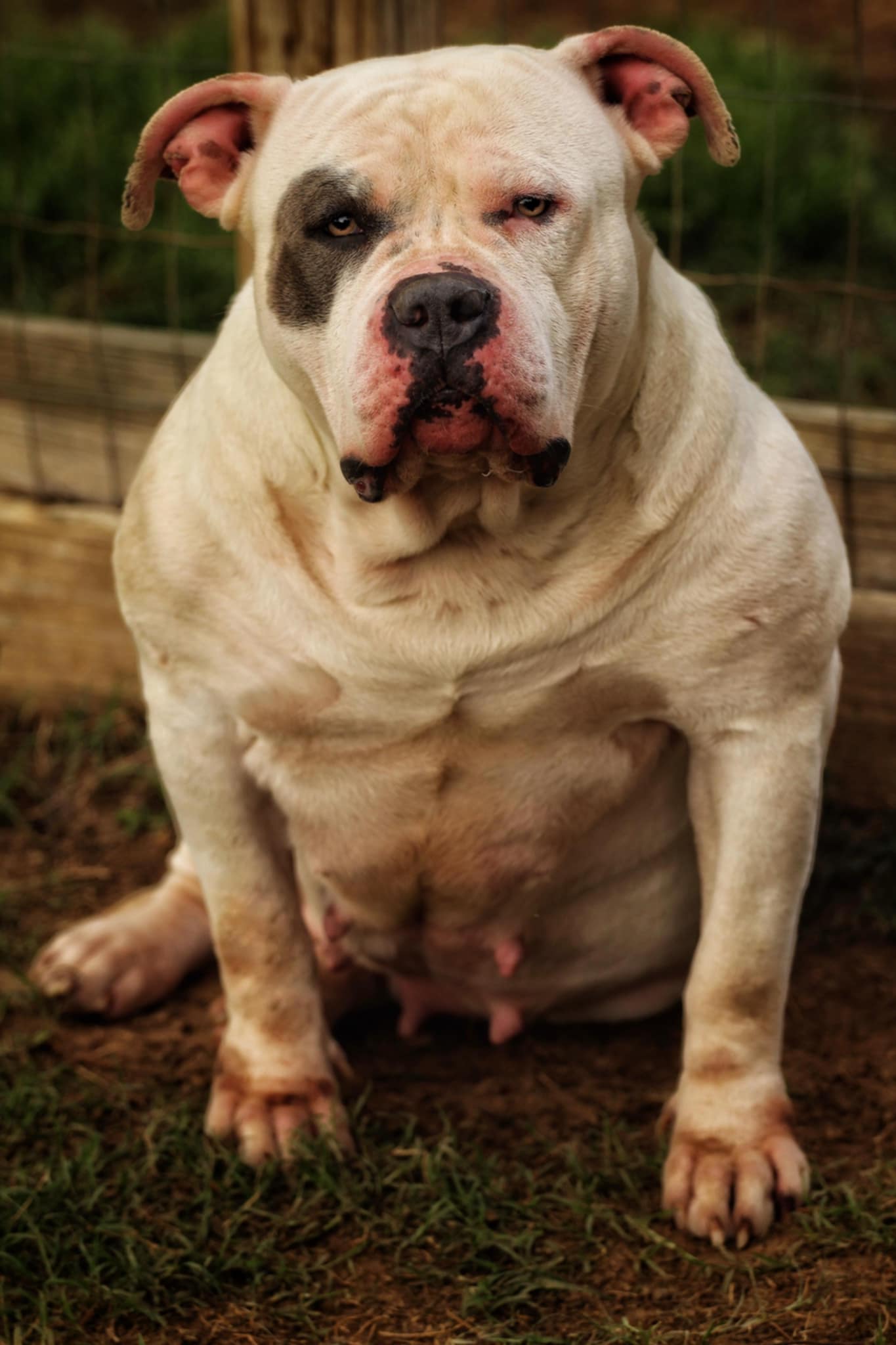 Dog Featured Image