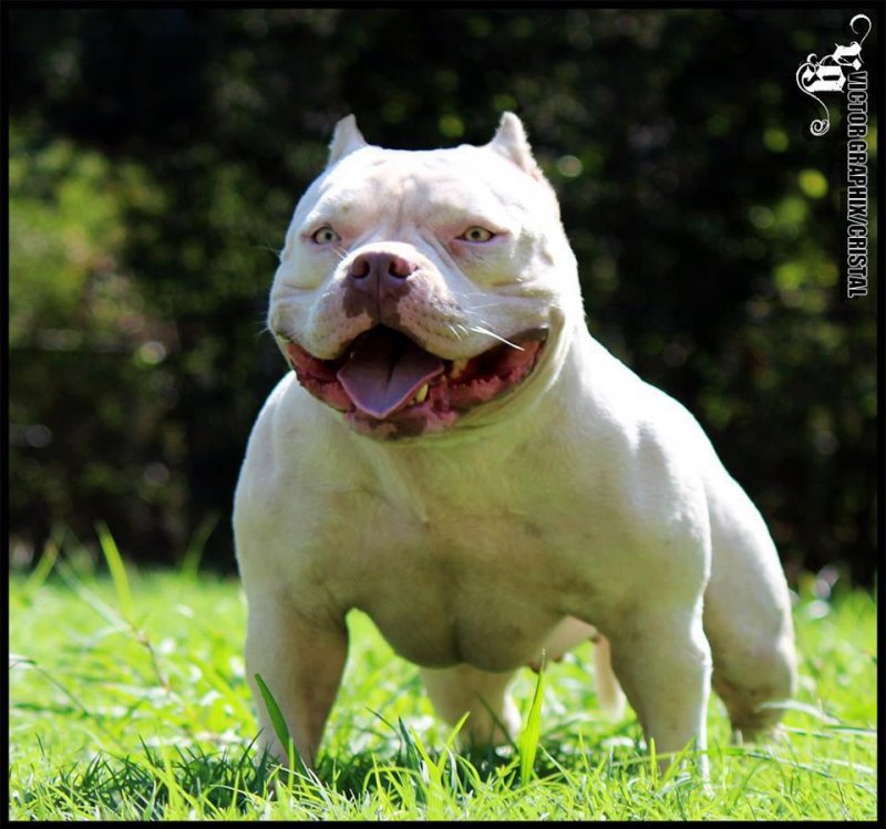 Dog Featured Image