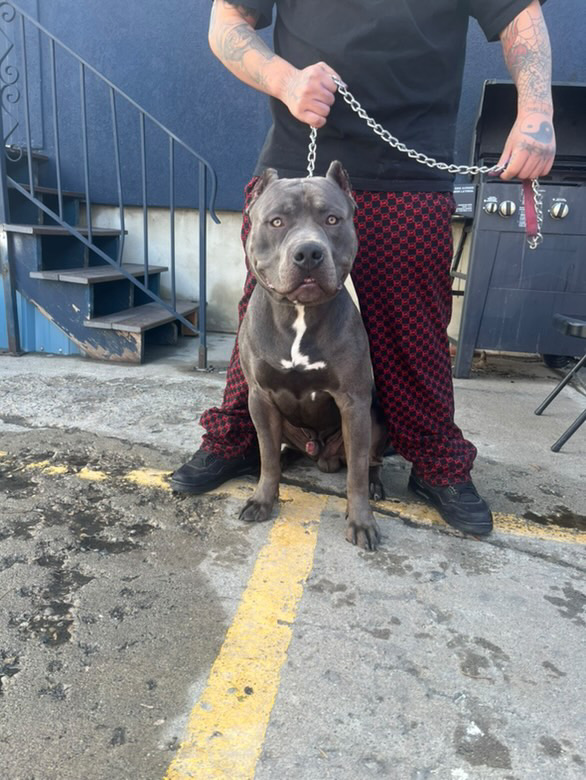 Additional Dog Image