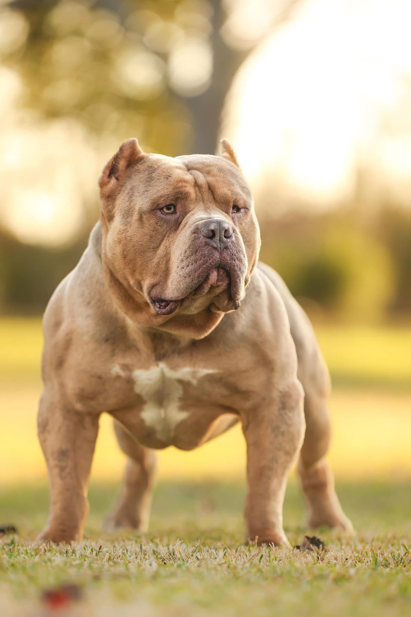 Dog Featured Image