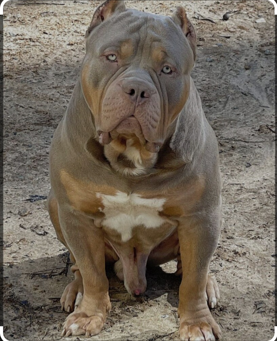 Dog Featured Image