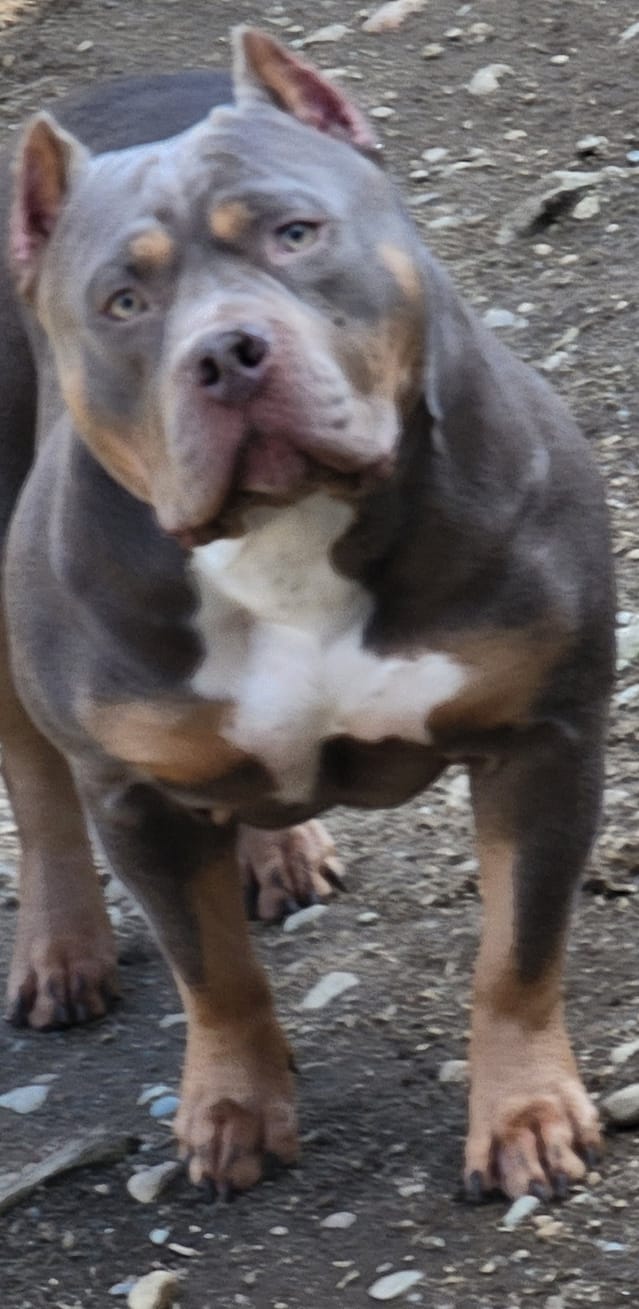 Dog Featured Image