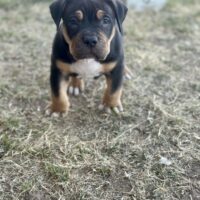 Dog Featured Image