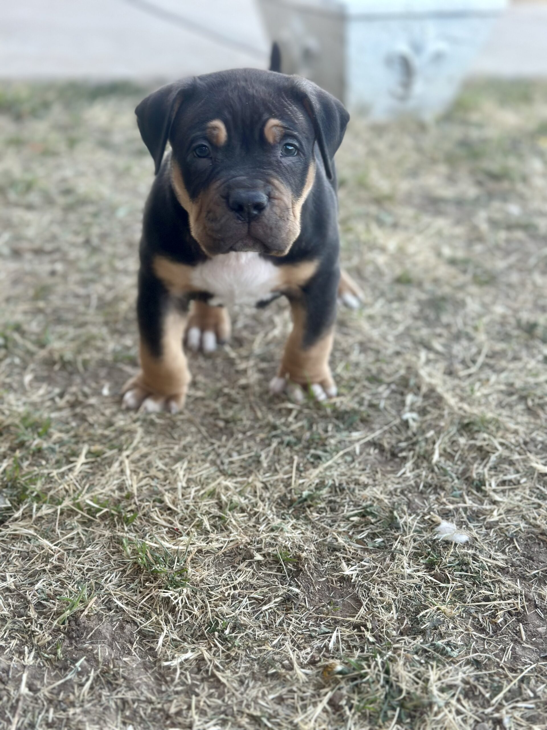 Dog Featured Image