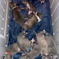 Dog Featured Image