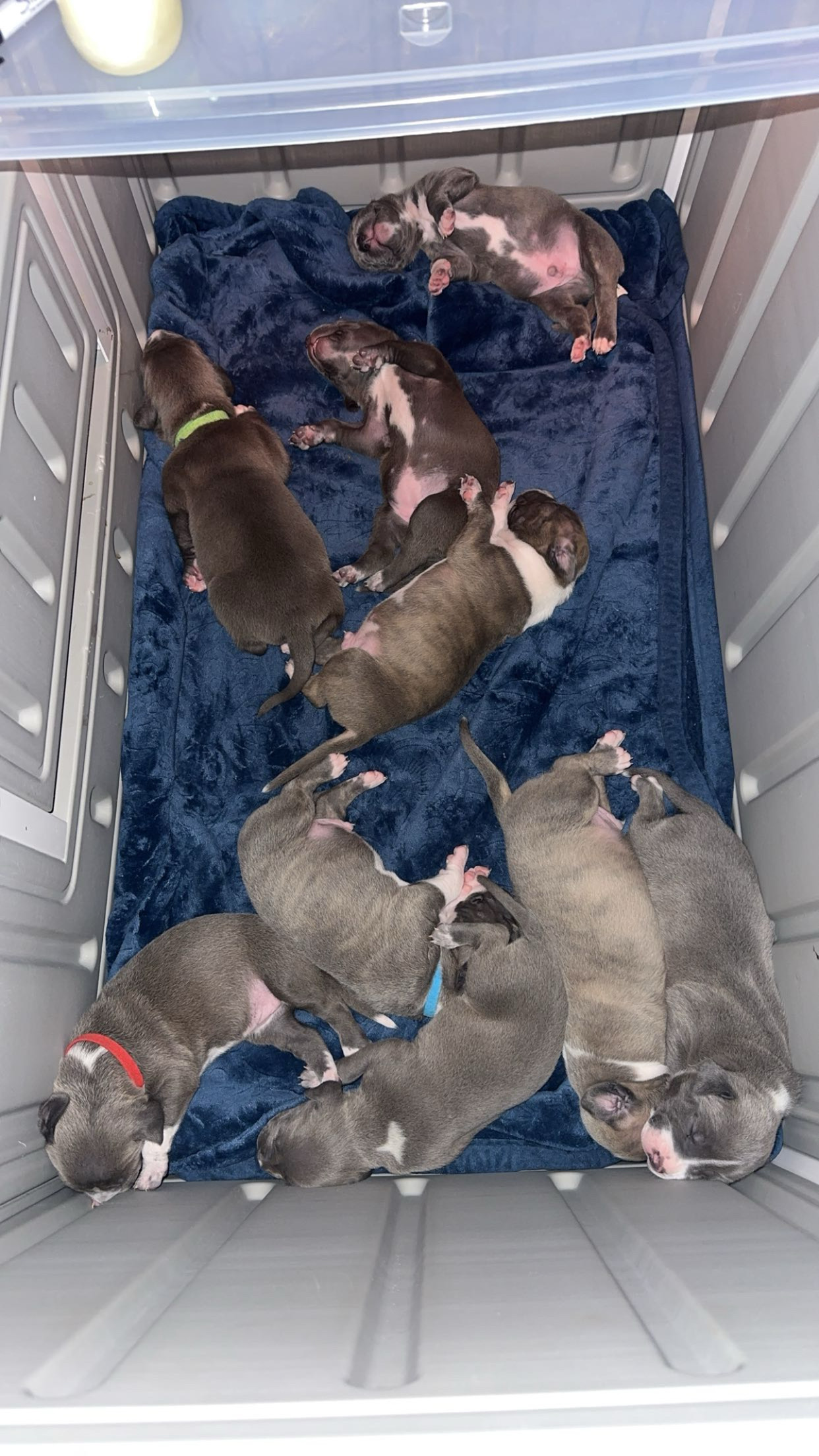 Dog Featured Image