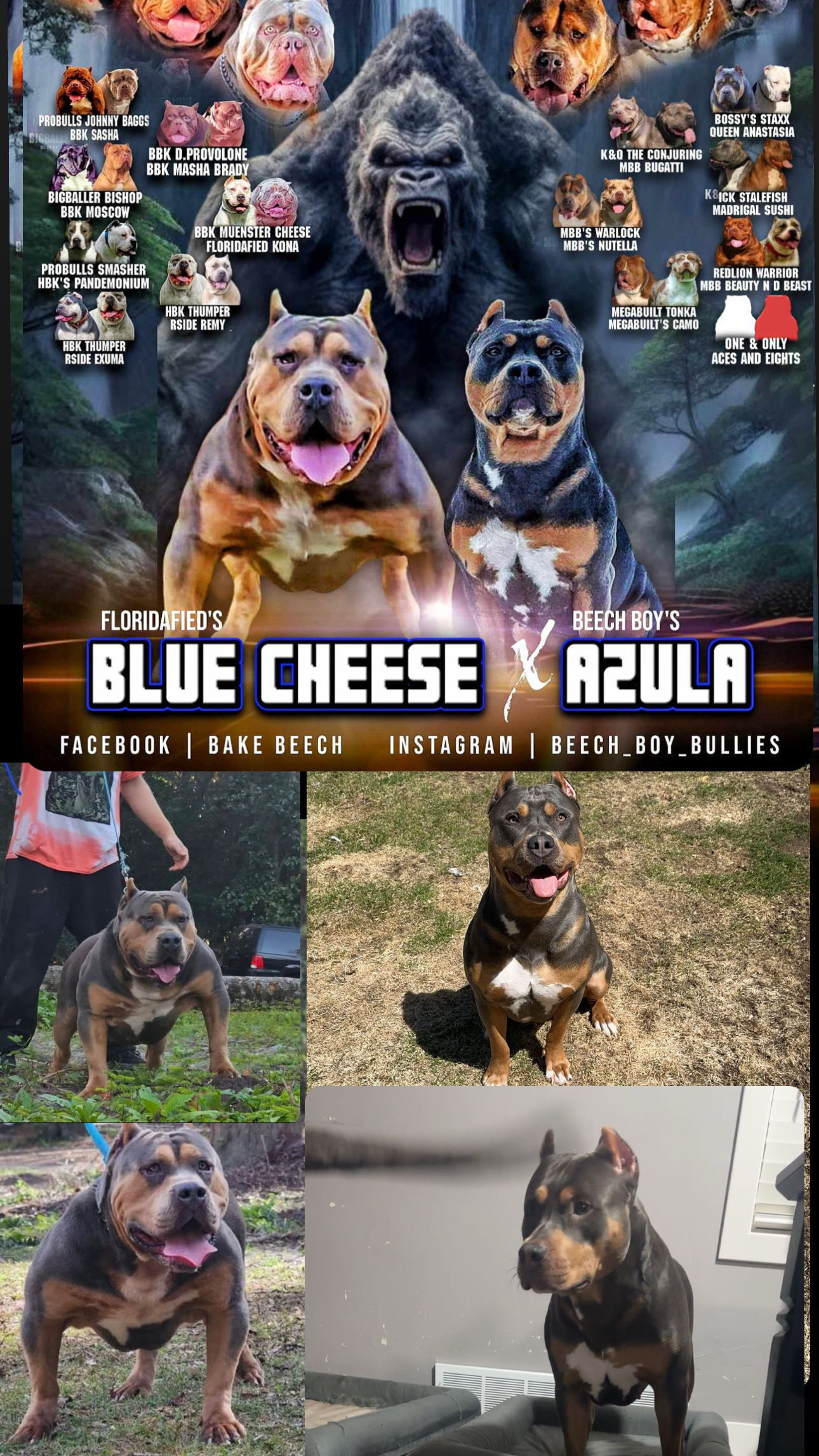 Dog Featured Image