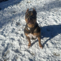 Dog Featured Image