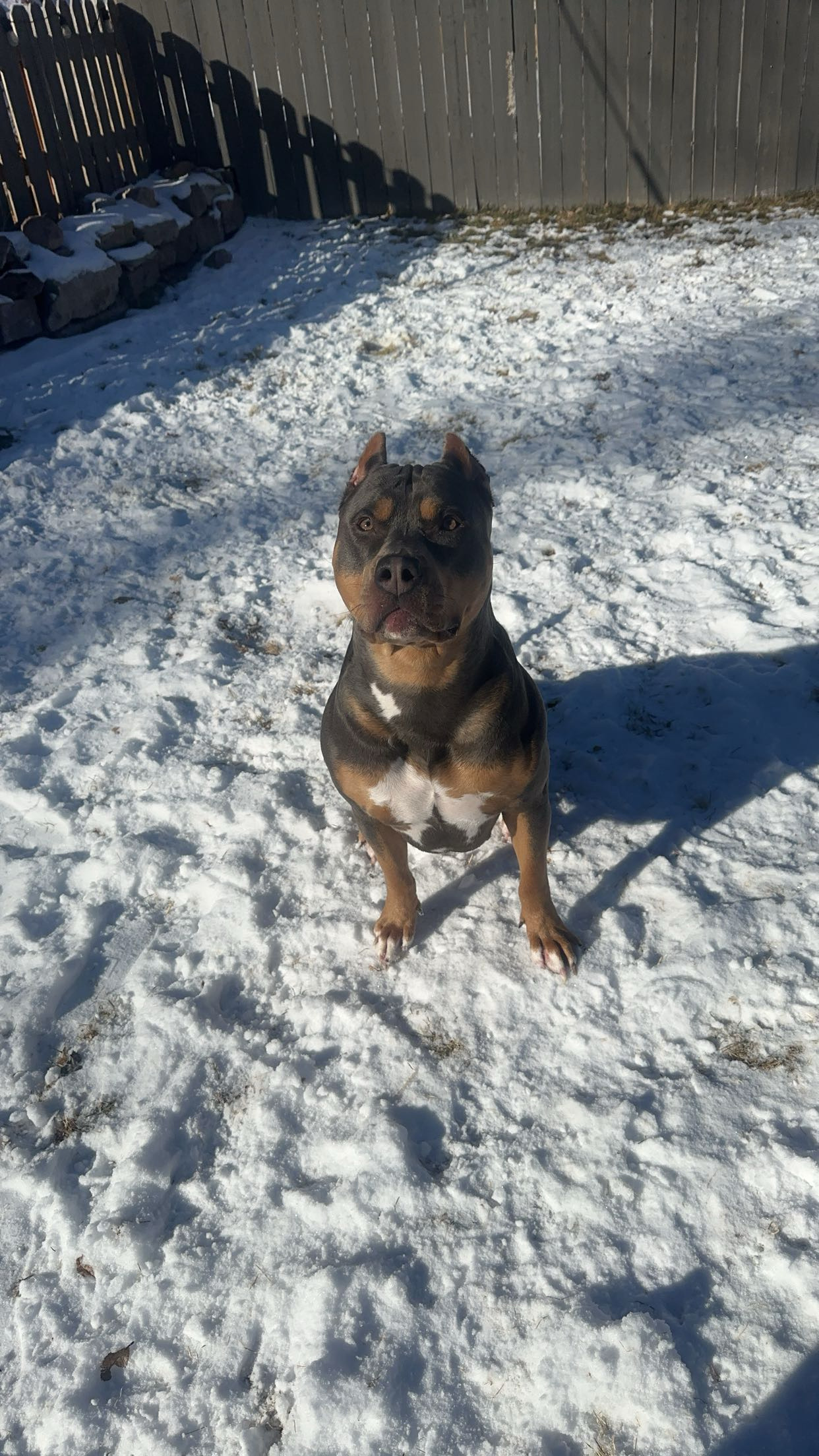 Dog Featured Image