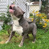 Dog Featured Image