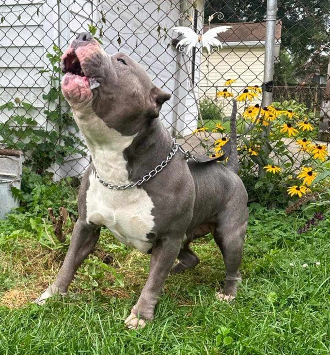 Dog Featured Image