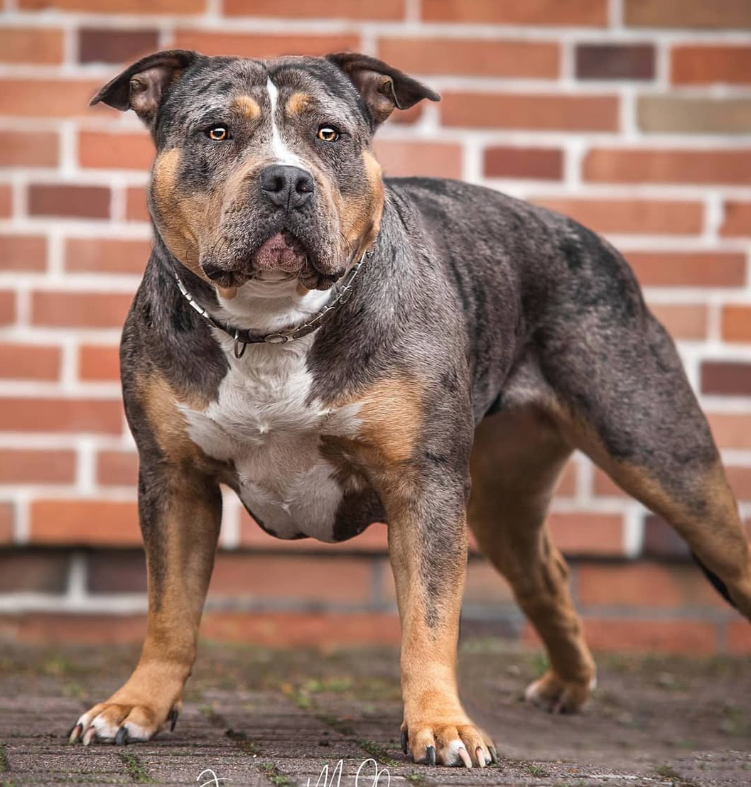 Dog Featured Image