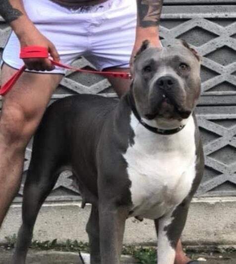 Dog Featured Image