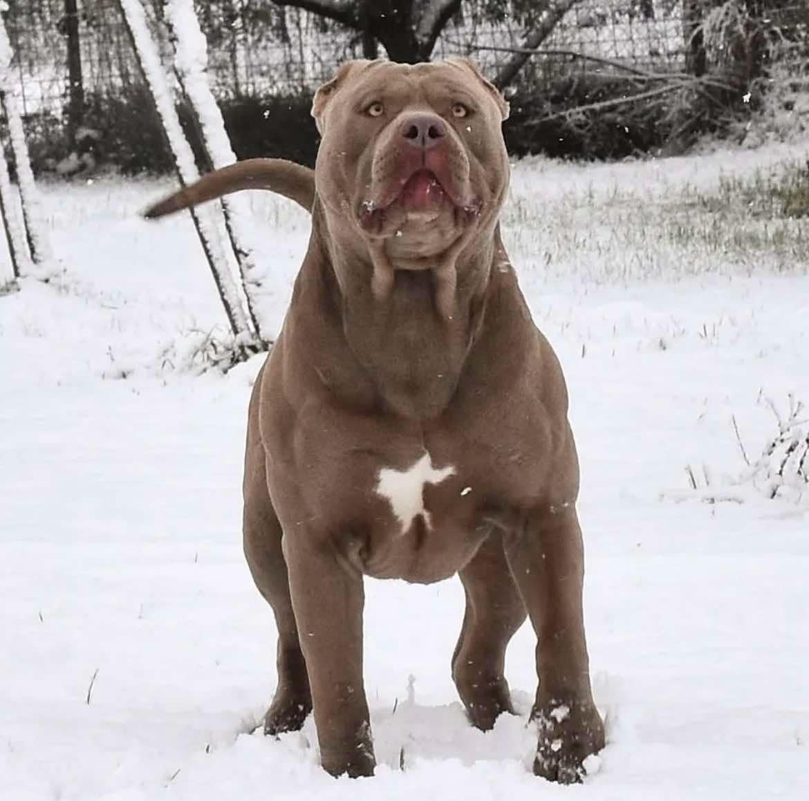 Dog Featured Image
