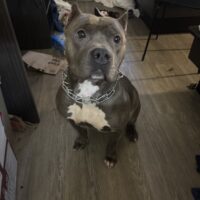 Dog Featured Image