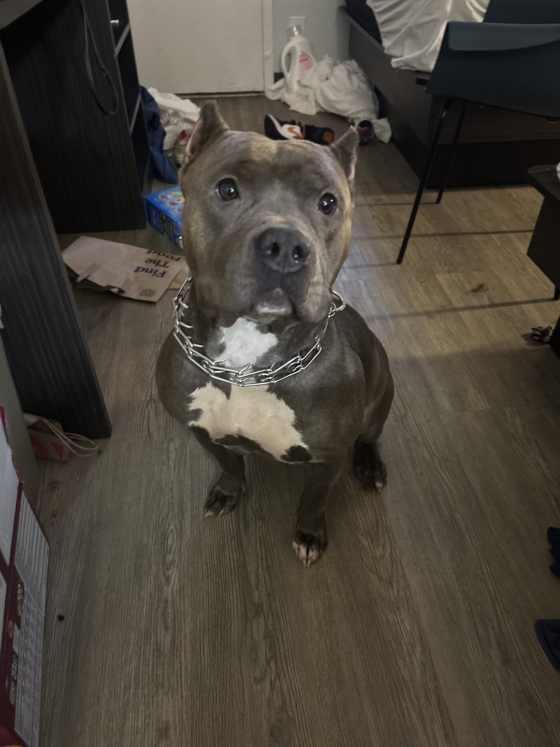 Dog Featured Image