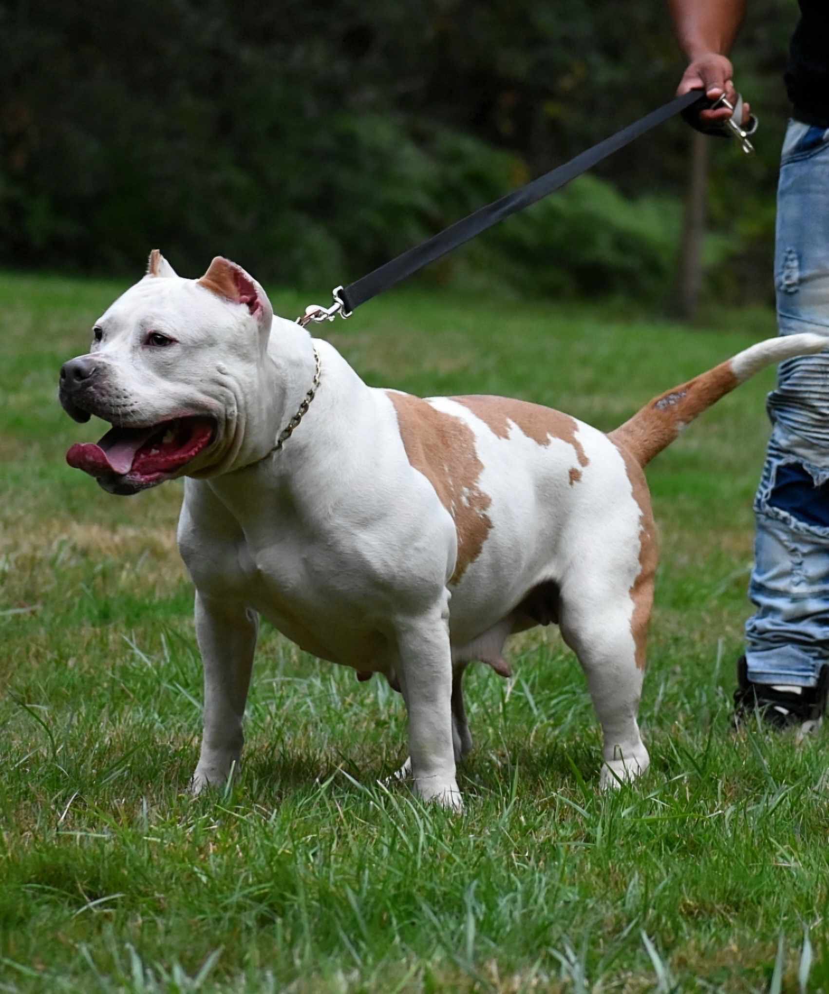 Dog Featured Image