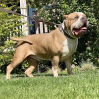 Dog Featured Image