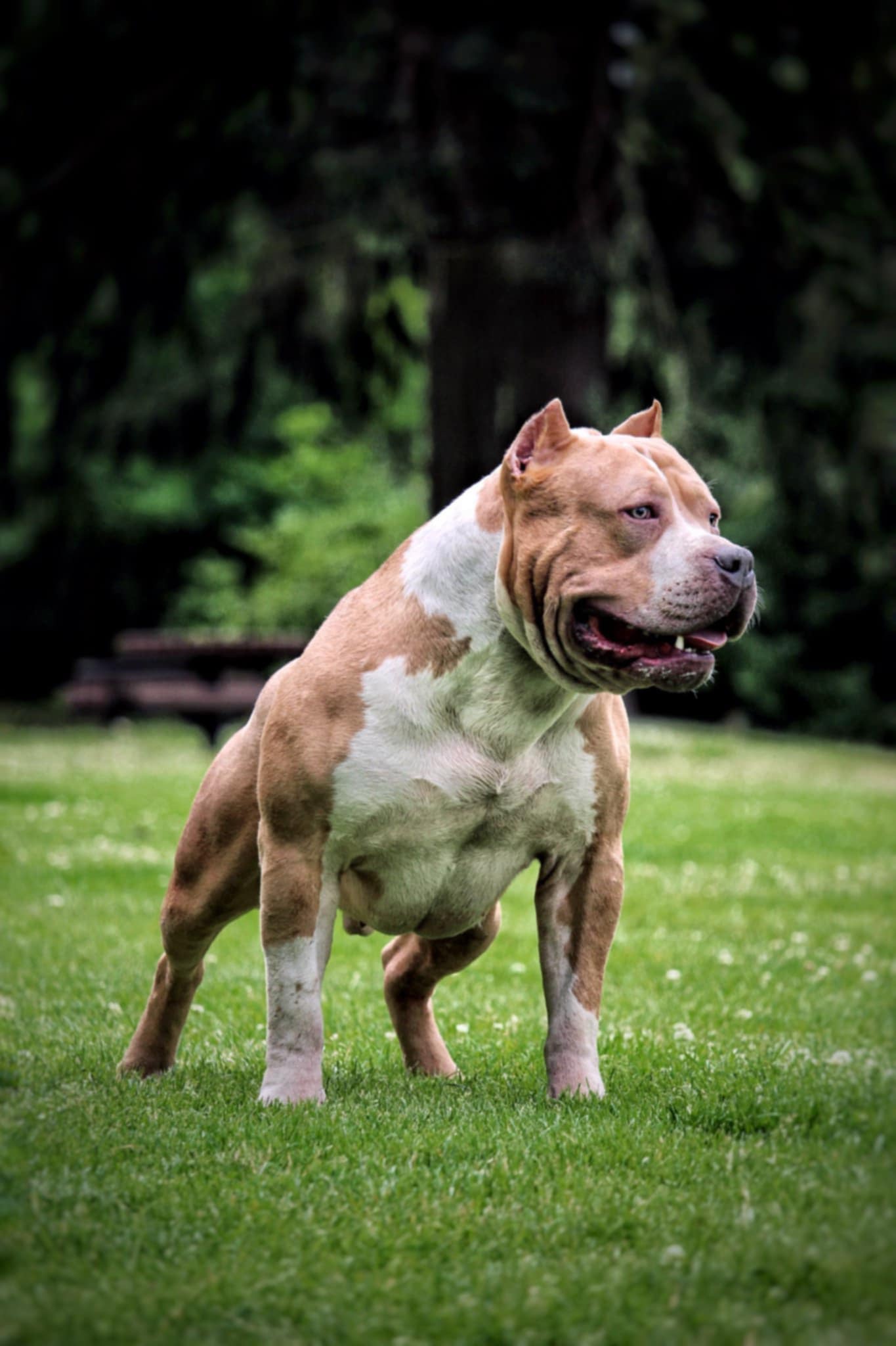Dog Featured Image