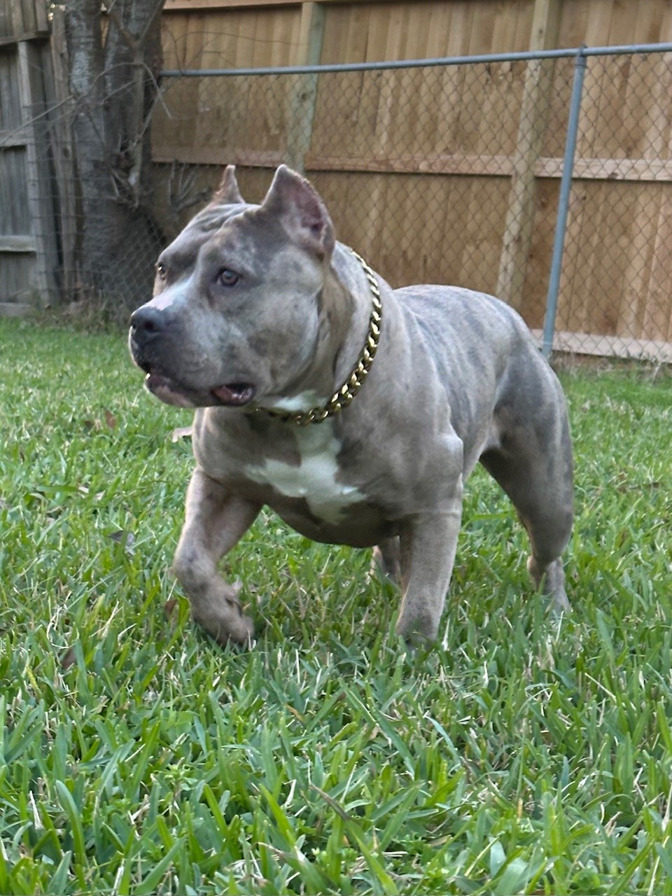 Dog Featured Image