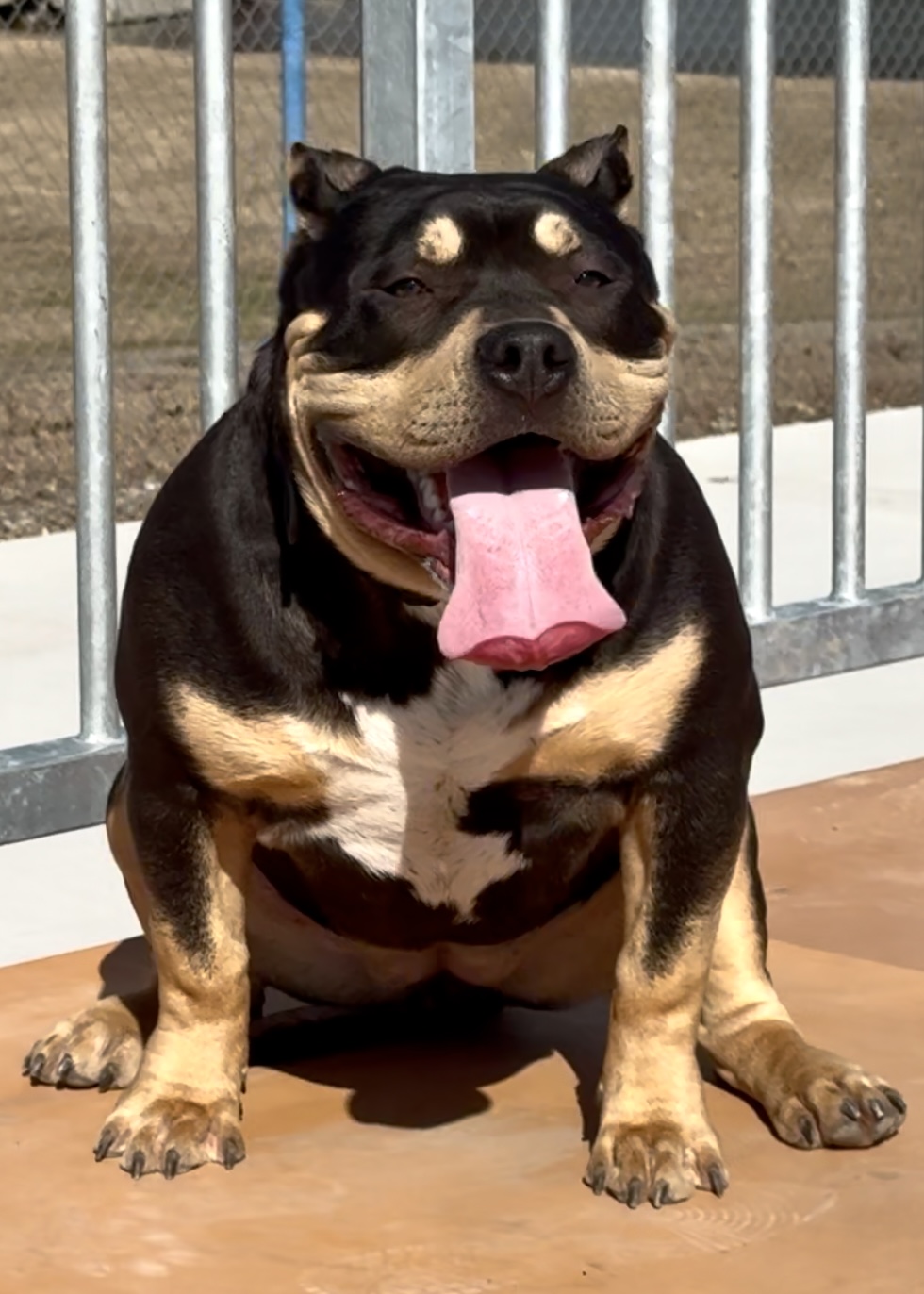 Dog Featured Image