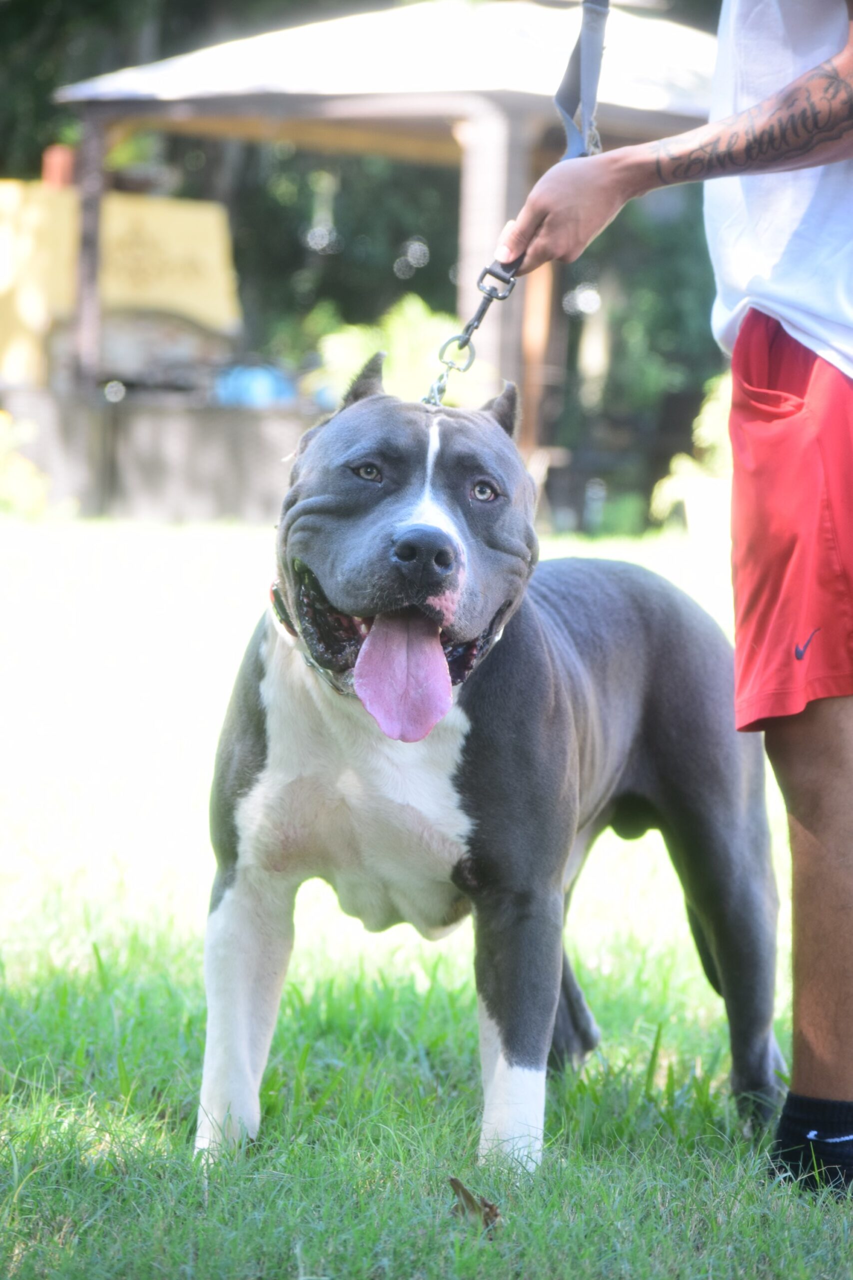 Dog Featured Image