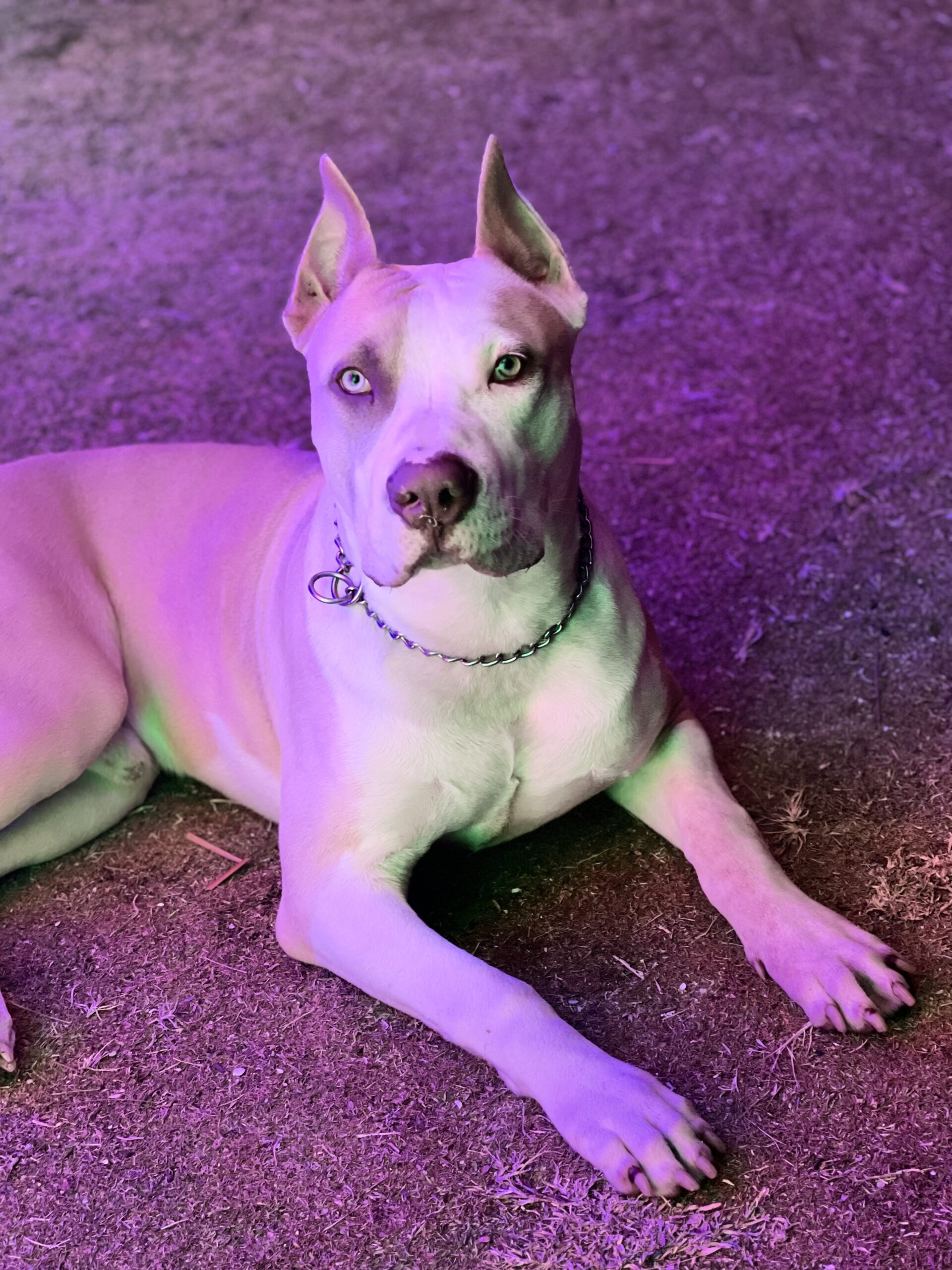 Dog Featured Image