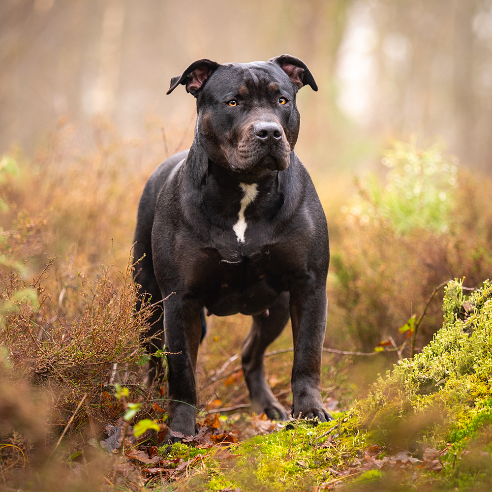 Dog Featured Image