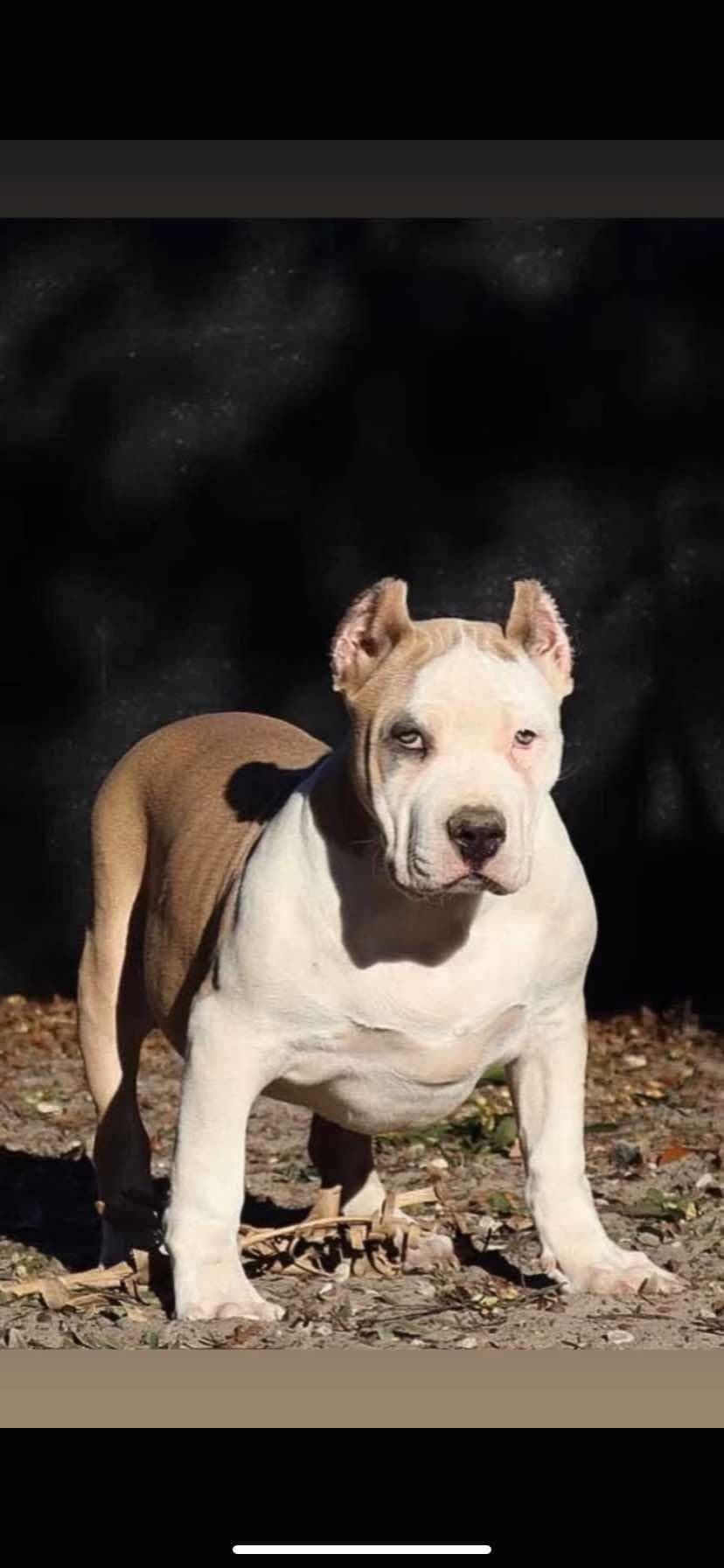 Dog Featured Image
