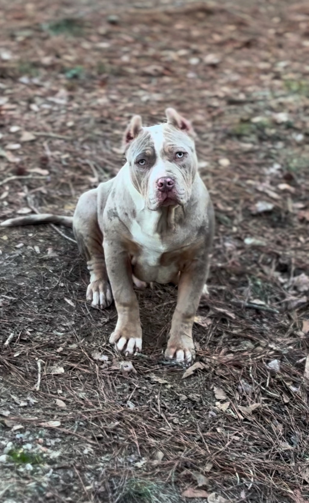 Dog Featured Image