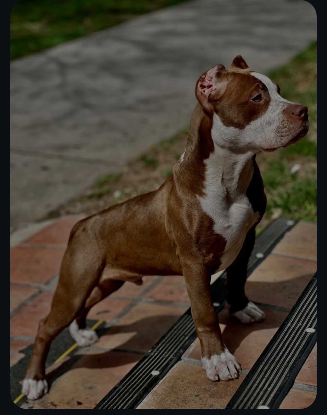 Dog Featured Image