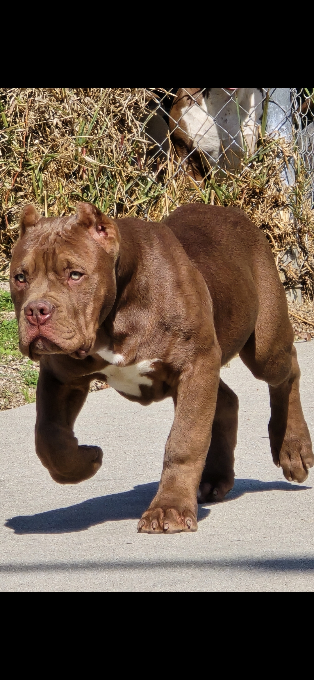 Dog Featured Image