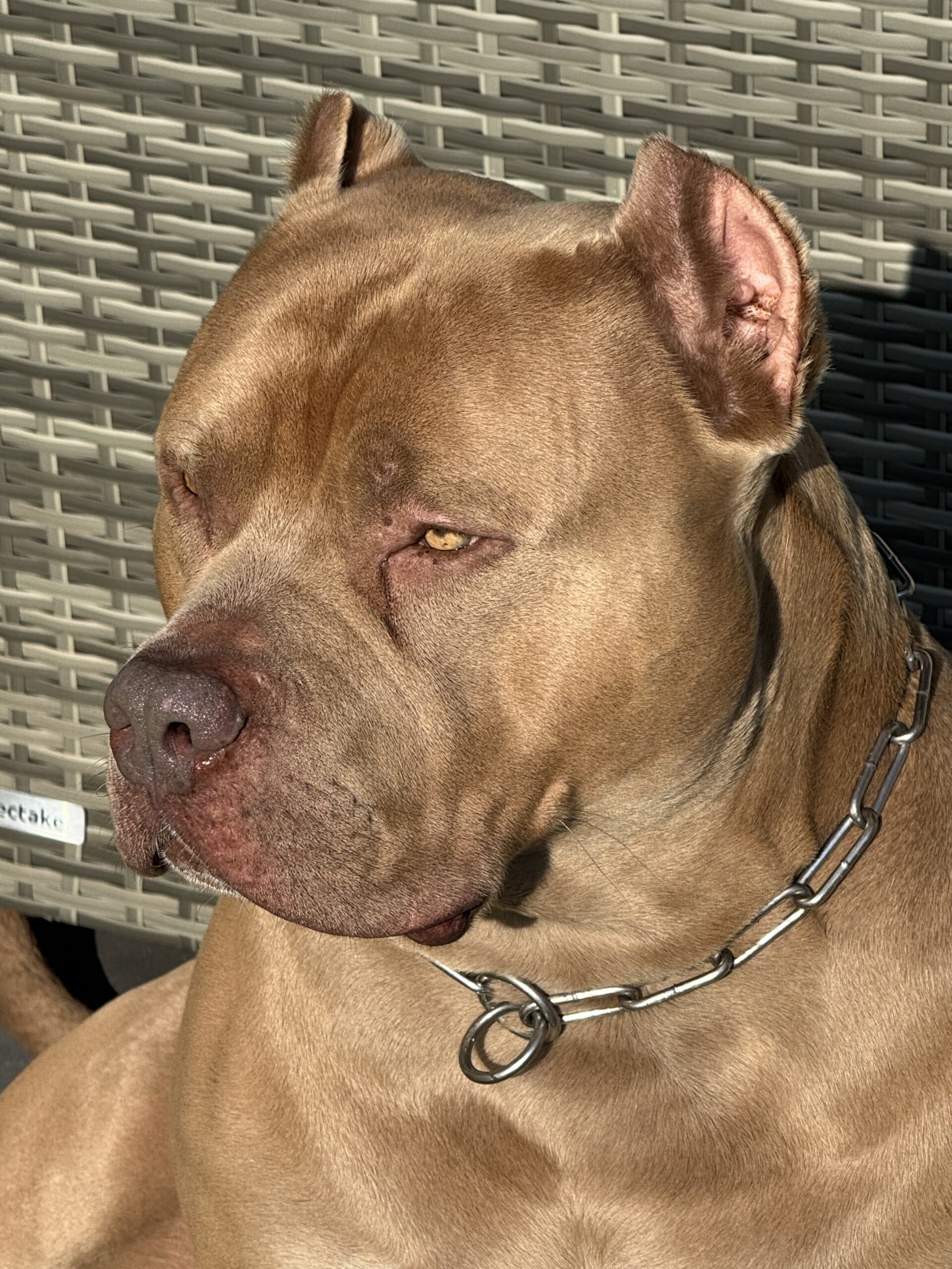 Dog Featured Image